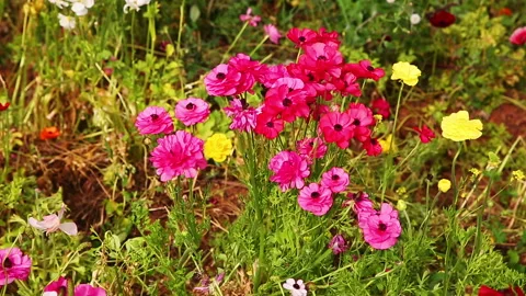 Bush of multi-colored anemones Stock Footage 98413760