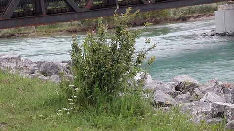 Bush next to river Stock Footage 112365797