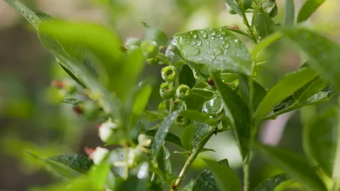 Bush of non-ashes, after rain with drops of water on the leaves Video stock 197763255