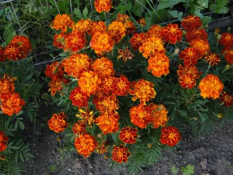 Bush of orange carnations Stock Photos