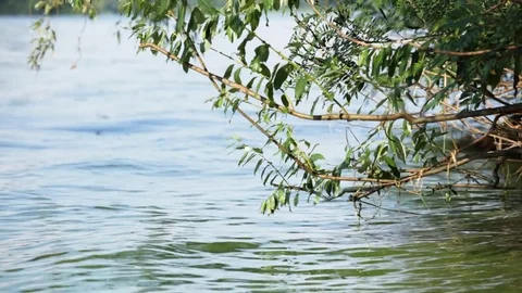 Bush over the flowing river in a summer day Stock Footage 76003086
