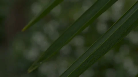 Bush over palm tree in the park Stock Footage 131669412