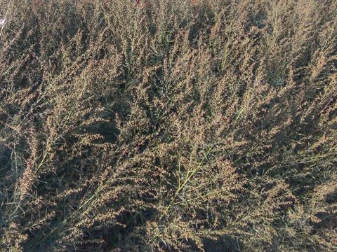 The bush in the park 스톡 사진