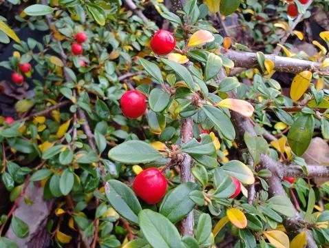 A bush in the park Stock Photos