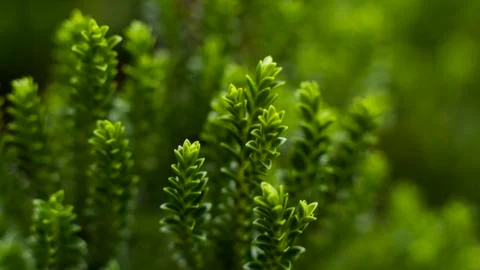 Bush Fotos de archivo