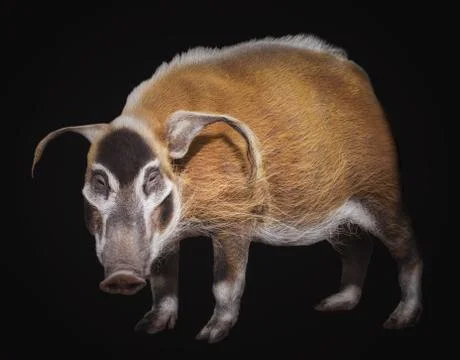 The bush pig Stock Photos