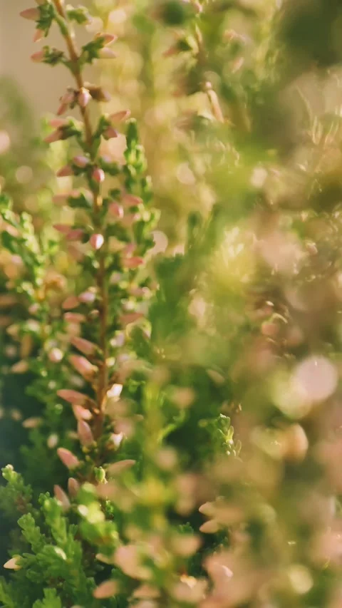 Bush pink heather, close up, macro, plants, garden, horticulture, conifers, ever Stock Footage 256746803