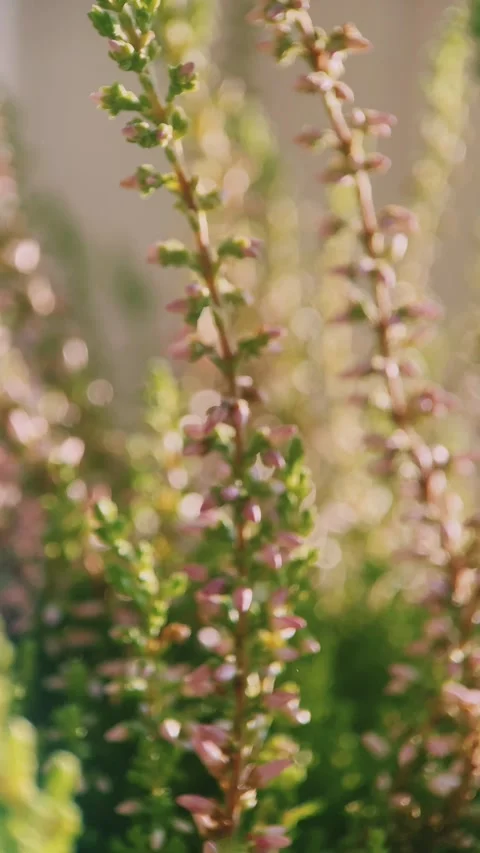 Bush pink heather, close up, macro, plants, garden, horticulture, conifers, ever Stock Footage 256746814