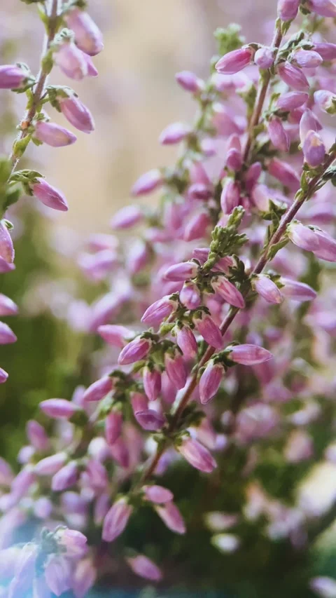 Bush pink heather, close up, macro, plants, garden, horticulture, conifers, ever Stock Footage 256746827