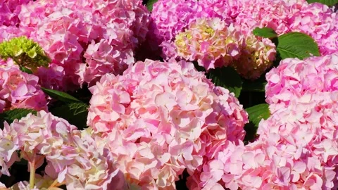 Bush of pink hydrangea Stock Footage 218444641