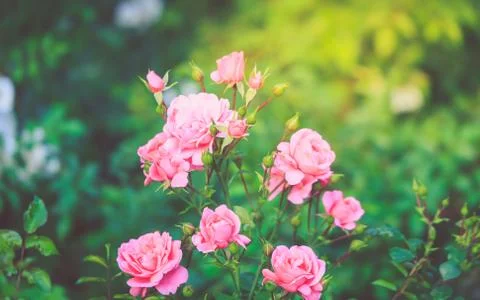 A bush of pink roses close up in the rays of the sun Stock Photos