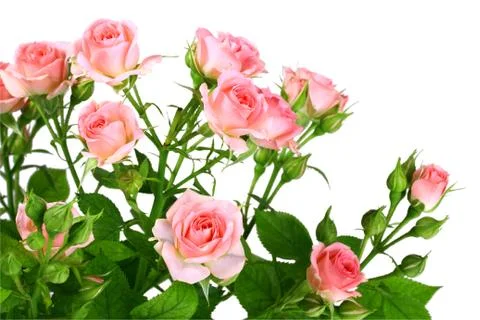 Bush of pink roses with green leafes Stock Photos