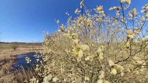 Bush pollen count and allergens for pollen allergy Stock Footage 306148216