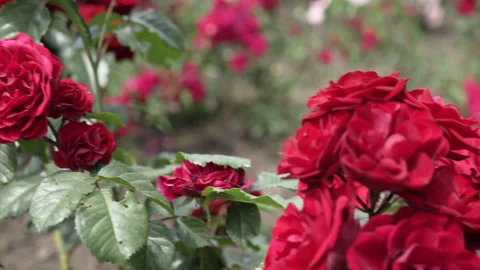 Bush of profusely blooming red rose on a sunny day. Stock-Footage 244333524