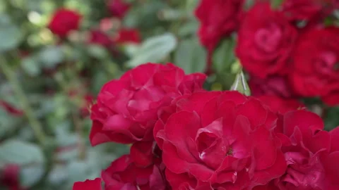 Bush of profusely blooming red rose on a sunny day. Stock-Footage 244334470