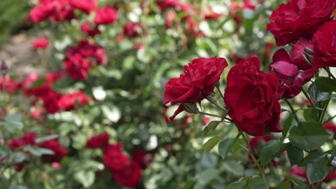 Bush of profusely blooming red rose on a sunny day Stock Footage 244334784