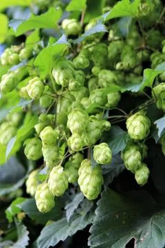 A bush real hops as a close up withe leaves at smal branches Stock Photos
