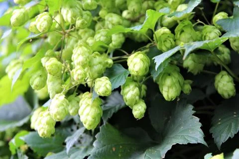 A bush real hops as a close up withe leaves at smal branches Stock Photos