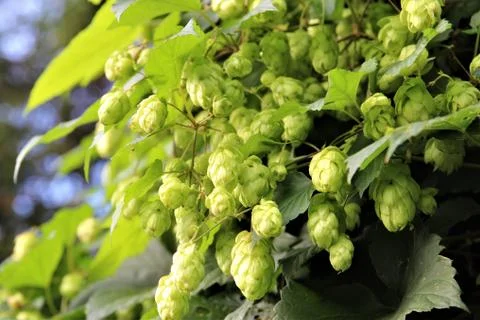 A bush real hops as a close up withe leaves at smal branches Foto stock