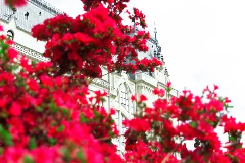 Bush red azaleas on the background of the Gothic Palace Stock Photos