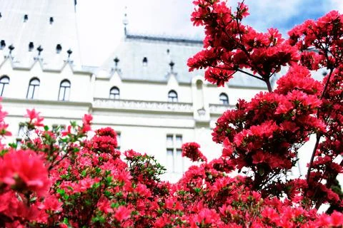 Bush red azaleas on the background of the Gothic Palace Stock Photos