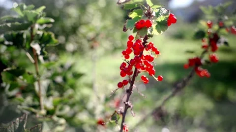 Bush with red berries close-up. Ripe red currants. Agriculture. Healthy eating. Stock Footage 157750486