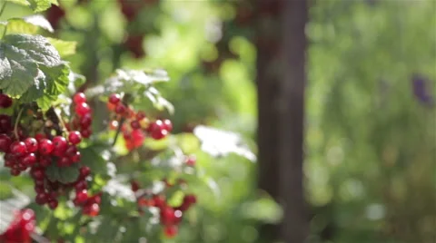 A bush with red berries Stock Footage 64517905