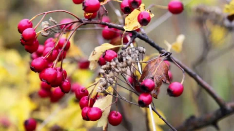 Bush with red berries(close-up) Stock Footage 31858611