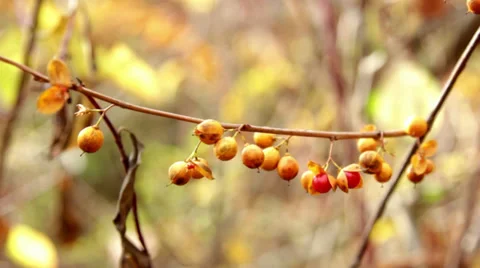 Bush with red berries(close-up) Stock Footage 32010294