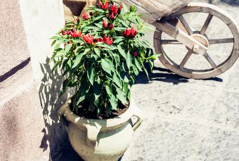 Bush of red chilli pepper in pot on sidewalk in Catania, Sicily, Italy. Stock Photos
