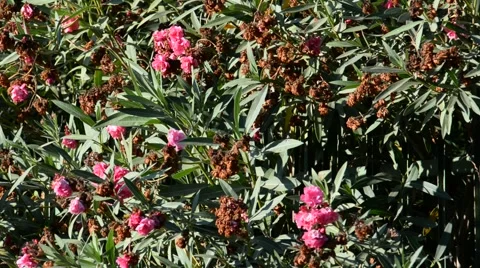 Bush with red colors Stock Footage 52748279