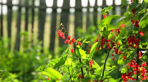 Bush of red currants Stock Footage 52079864
