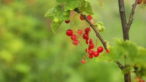 Bush with red currents berries during harvest in the garden Stock Footage 223113197