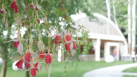 Bush with red flowers on the background of a restaurant complex Stock Footage 83096068