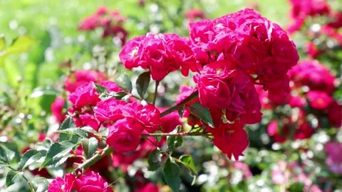 A bush with red flowers on a blurred background is moving. Stock Footage 160055145