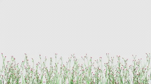 A bush with red flowers Stock Footage 313353213