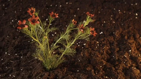 A bush of red flowers grows out of the ground. Spring footage. Fairy story Stock Footage 241667522