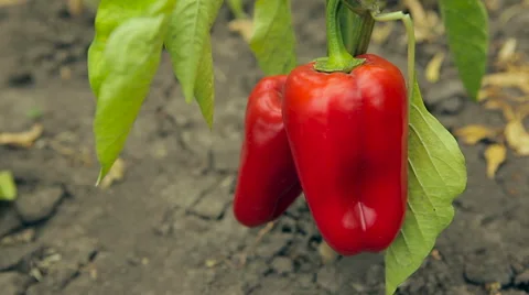 Bush with red pepper Stock Footage 61215666