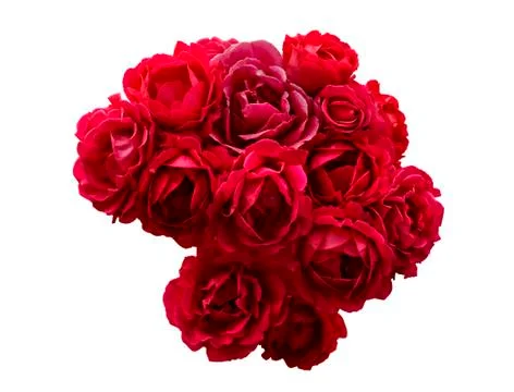 Bush of red rose flowers isolated on white Stock Photos