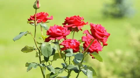 Bush of Red Roses Stock Footage 21714654