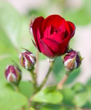 Bush of red roses Stock Photos