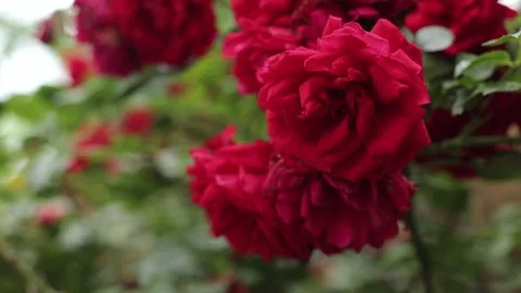 A bush of red roses. In the summer there are many red roses Stock Footage 245299934