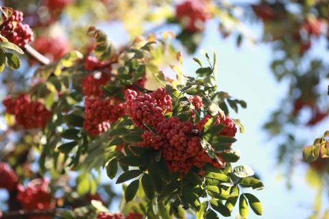 Bush of red rowan Stock Photos