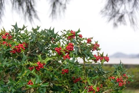 Bush of red rowan Stock Photos