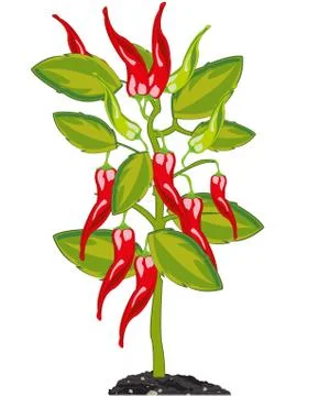 Bush with red sharp pepper chile in ground Illustrazione stock