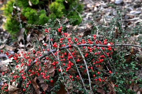 Bush with red tiny berries Cotoneaster horizontalis 스톡 사진