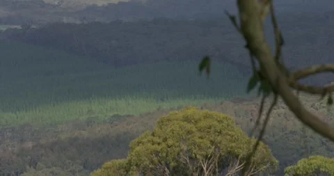 Bush Regeneration In Australia Stock Footage 330694507