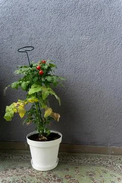 A bush of ripe cherry tomatoes Tiny Tim Tomato in a white pot grown at home on Stock Photos