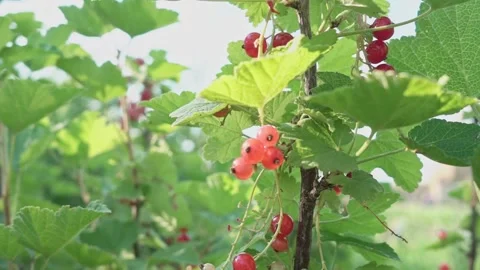 A bush of ripe red currants with dew drops, green and red berries on a close-up Stock Footage 200870517