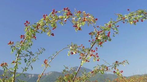 Bush with ripe rose hips on light wind Stock Footage 80757460